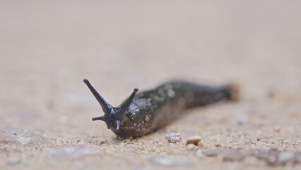 Black Shell Less Land Slug Snail Crawling on Gravel Ground Road
