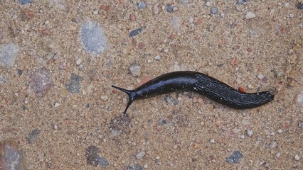Black Shell Less Land Slug Snail Crawling on Gravel Ground Road
