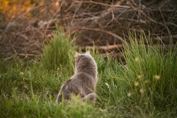 Naklejka premium cute friend cat is sitting on the green grass in a sunny summer garden
