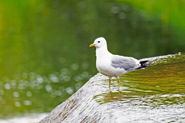 Bird Common gull sitting on a waterfall