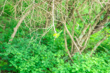 A small exotic bird perched on a tree branch in natural habitat. Peaceful wildlife moment highlighting tropical nature, delicate beauty, and calm forest atmosphere.