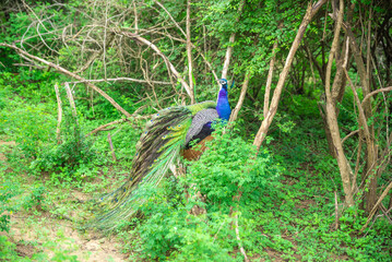 peacock in wildlife safari yale