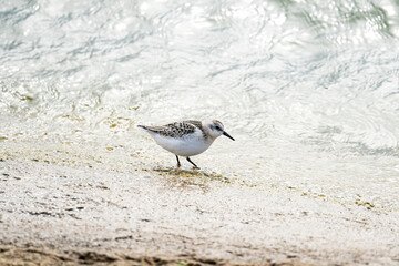 Sandpiper bird runs and feeds on the shore