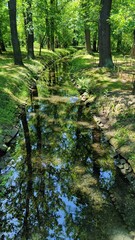 a clean stream in a green park, a forest with a mirror surface