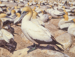 Cape Gannets at Malgas Island