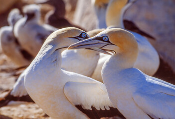 Cape Gannets at Bird Island in South Africa - 632046660