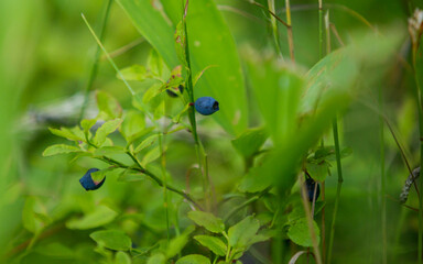 blueberries in the forest
