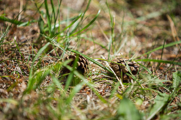 two cones in the grass