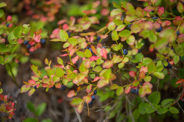 red and yellow leaves
