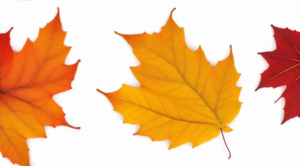 Naklejka na ściany i meble Fall leaves are laying down on a white background. Generative AI.