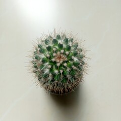 Cactus photographed with a top view camera. A little light hits.