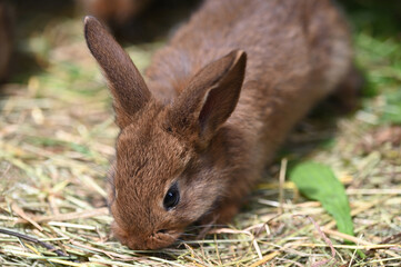 Baby rabbits