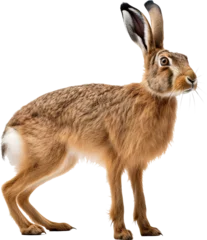 Foto op Aluminium The hare stands sideways on a transparent background. AI generated © Polli Deeva