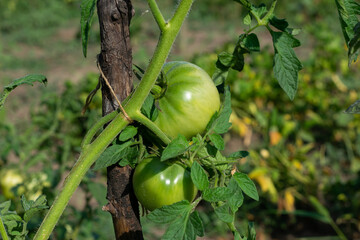 Unripe green tomatoes on plant in vegetable garden.