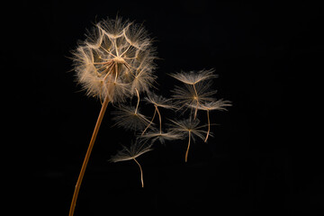 dandelion seeds fly from a flower on a dark background. botany and bloom growth propagation