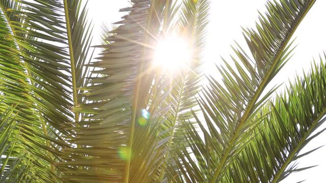 a video palm trees with sun rays