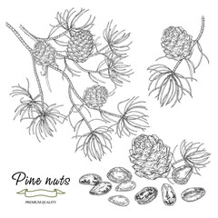 Pine nuts set. Cedar branch. Cedar tree with cones and nuts isolated on white background. Vector illustration engraved.