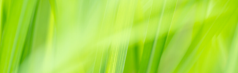 Nature of green leaf in garden at summer. Natural green leaves plants using as spring background cover page greenery environment ecology lime green wallpaper