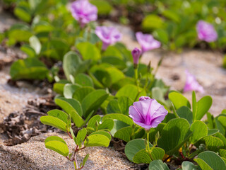 石垣島の砂浜の軍配昼顔