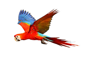 Colorful flying parrot isolated on transparent background png file