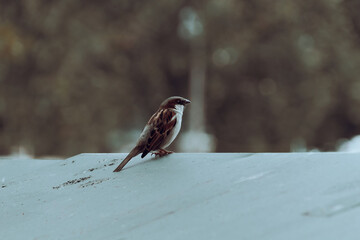 sparrow on the ground