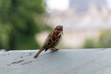 sparrow on the ground