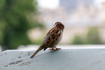 sparrow on the ground