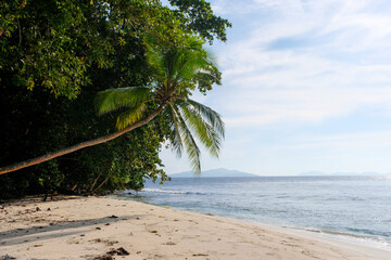 Remote tropical island destination in the Solomon Islands with white sandy beach and coconut beach trees