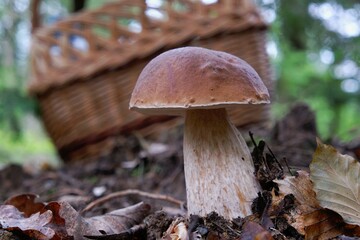 Single mushroom Boletus edulis, also known as  penny bun, cep, porcino or porcini. Edible and very tasty. A wicker basket for mushrooms in background.