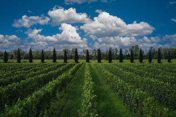 Fototapeta na wymiar Rows of plantations of vineyards against the backdrop of cumulus clouds and cypress trees, Italy.