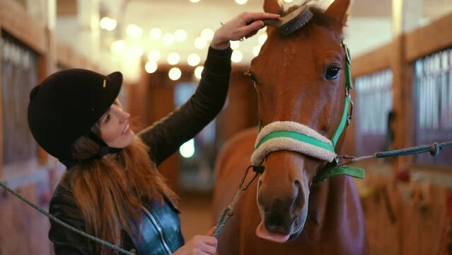 Portrait of brown horse standing in stables as smiling woman combing mane. Calm confident graceful animal in barn with positive female Caucasian equestrian grooming pet