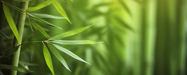 Fototapeta na wymiar Relaxing lush green bamboo grove background. Copy space