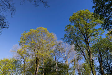 green foliage on a maple tree in spring bloom
