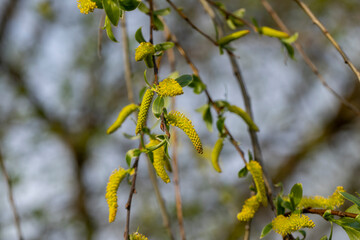 long willow flowers in the spring season, beautiful willow