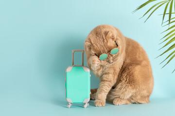 Bad ruined vacation concept. Sad cat traveler is holding on to his head and sitting next to his...