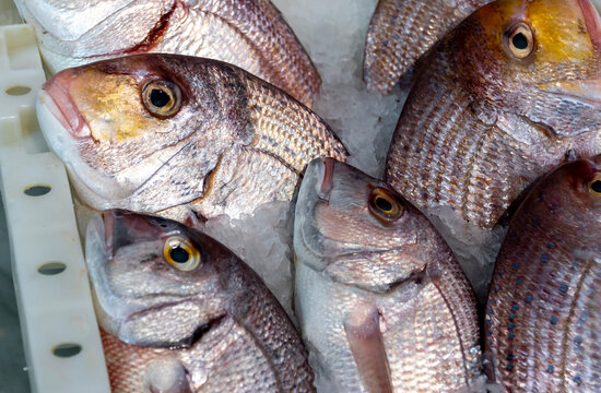 Snapper for sale at the Casablanca fish market
