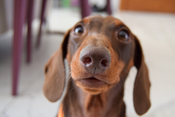 portrait of a cute dachshund