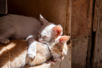 Kittens sleep in the sun on a Moroccan afternoon