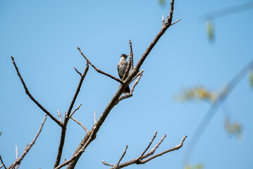 The sooty headed bulbul bird, Pycnonotus aurigaster is perching on the tree. Indonesia locally name is Kutilang bird