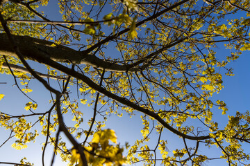 green foliage on a maple tree in spring bloom