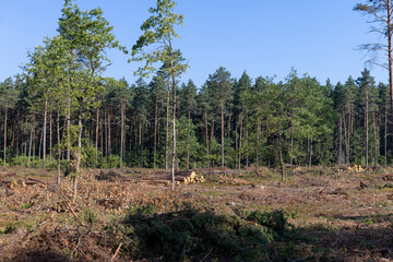 Obraz premium Deforestation for timber harvesting , forest
