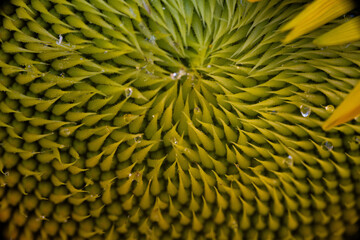 Vista macro de una flor de girasol