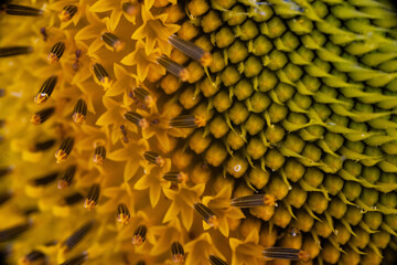 Vista macro de una flor de girasol