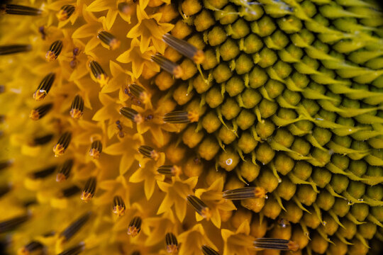 Fototapeta Vista macro de una flor de girasol