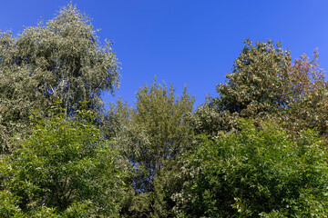 mixed forest with trees of different species in the summer season