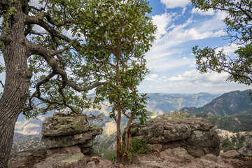Barrancas del cobre, sierra Tarahumara en Chihuahua