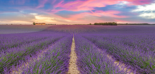 Wonderful summer nature landscape. Amazing peaceful sunset light blooming purple lavender flowers panorama. Moody pastel colorful sky bright agriculture. Floral panoramic meadow field in horizon lines - obrazy, fototapety, plakaty