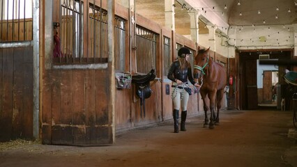 Wide shot portrait of positive young Caucasian woman pulling bridle walking with horse in stable. Beautiful female equestrian with graceful purebred stallion on ranch indoors