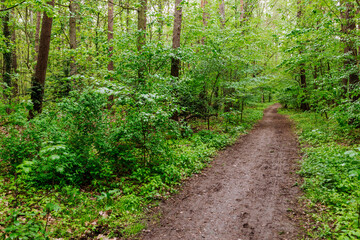 ein Pfadweg durch einen engen Wald