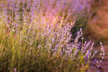 Obraz premium Lavender purple flowers close-up on a blurred background, field
